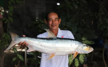 Scientists Feared This Huge ‘Ghost’ Fish Was Extinct; It Was Just Seen After Almost 20 Years