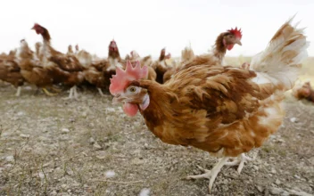 3 People in Washington Test Positive for Bird Flu After Poultry Exposure