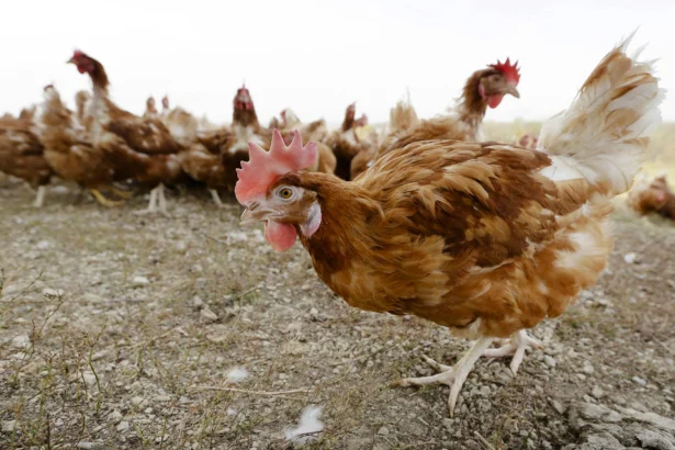 Chickens walk in a fenced pasture at an farm in Iowa on Oct. 21, 2015. (Charlie Neibergall/AP Photo)