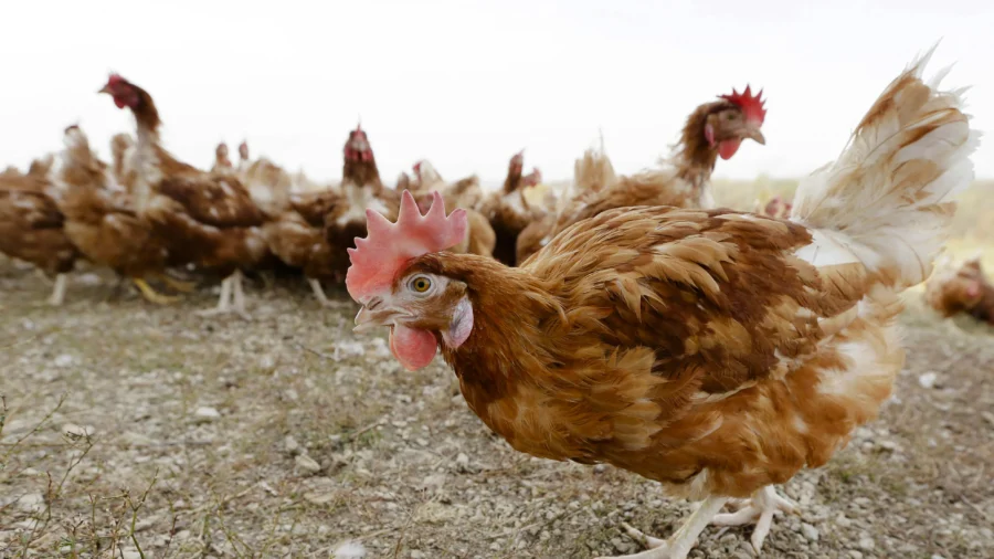 3 People in Washington Test Positive for Bird Flu After Poultry Exposure