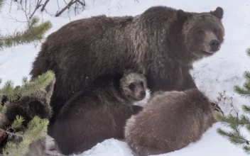 Grand Teton Grizzly Bear No. 399 That Delighted Visitors for Decades Is Killed by Vehicle in Wyoming