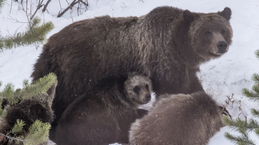 Grand Teton Grizzly Bear No. 399 That Delighted Visitors for Decades Is Killed by Vehicle in Wyoming