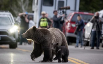 Cub of Famous Wyoming Grizzly No. 399 Has Been Unseen Since His Mother&#8217;s Death but Odds Look Good