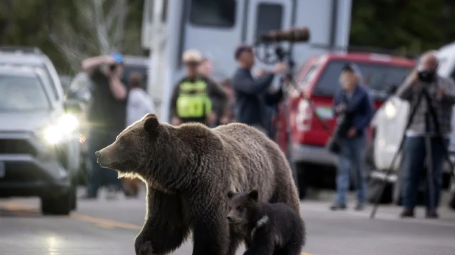 Cub of Famous Wyoming Grizzly No. 399 Has Been Unseen Since His Mother’s Death but Odds Look Good