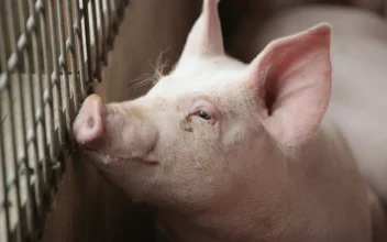 First US Pig Tests Positive for Bird Flu, Oregon Backyard Farm Under Quarantine