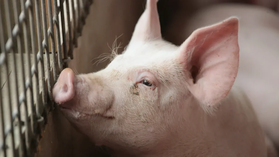 1st US Pig Tests Positive for Bird Flu; Oregon Backyard Farm Under Quarantine