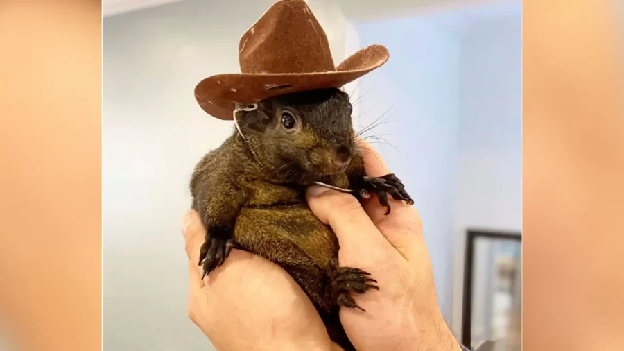 Instagram-Famous Squirrel Named Peanut Seized by New York State Authorities