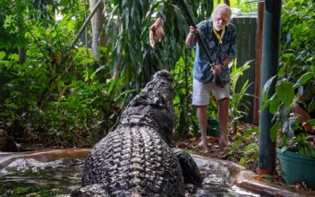 World’s Largest Captive Crocodile Cassius Dies in Australia