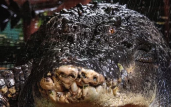 World’s Largest Captive Crocodile Cassius Dies in Australia