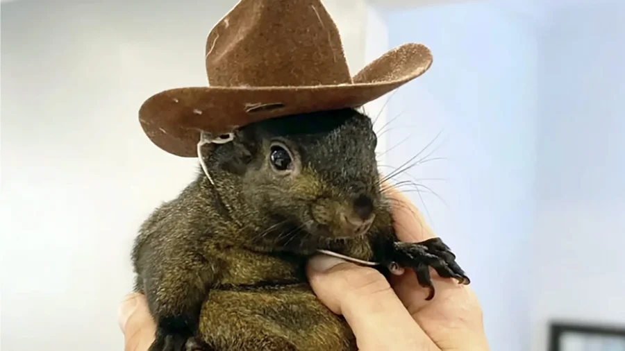 Orphaned Squirrel Euthanized After Being Seized From Home