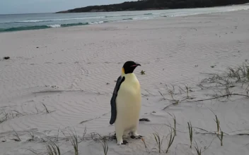 Emperor Penguin Turns Up on Australian Beach, Thousands of Miles From Home