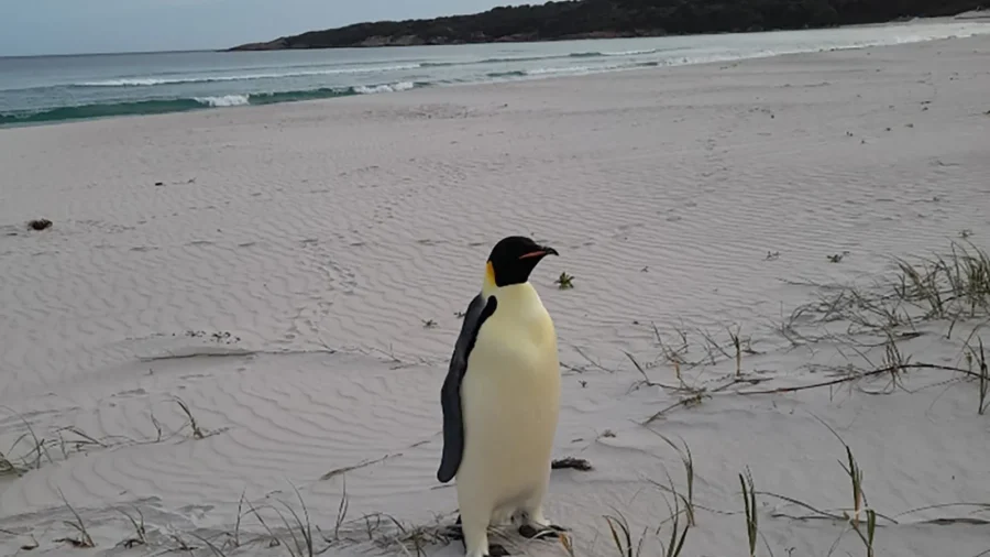 Emperor Penguin Turns Up on Australian Beach, Thousands of Miles From Home