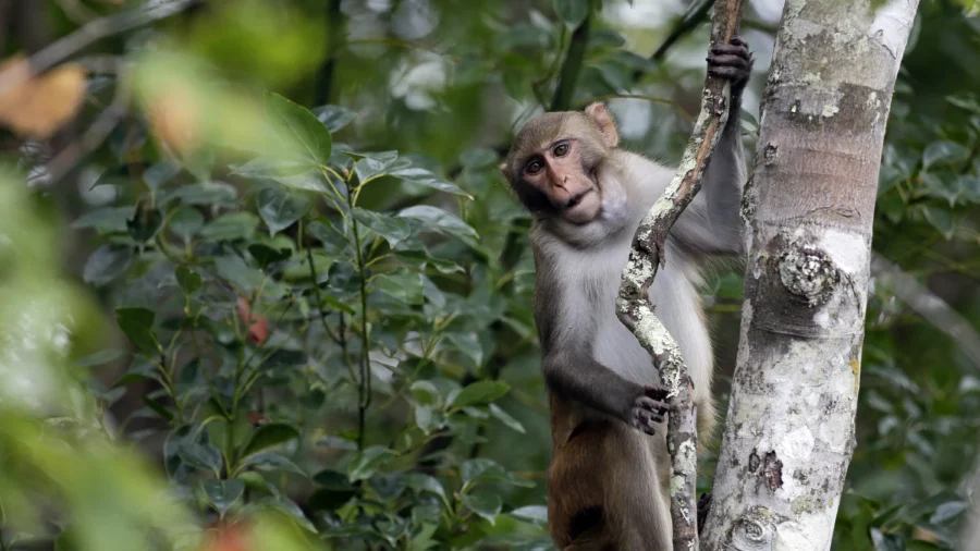 1 Monkey Recovered Safely, 42 Others Remain on the Run From South Carolina Lab