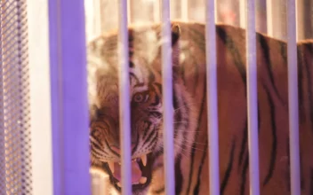 Caged Tiger Wheeled Into LSU’s Tiger Stadium for First Time Since 2015