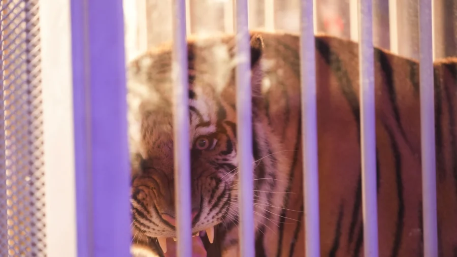 Caged Tiger Wheeled Into LSU’s Tiger Stadium for First Time Since 2015