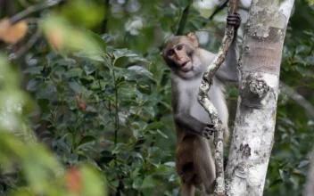 24 More Monkeys That Escaped From South Carolina Lab Are Recovered Unharmed