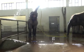 Elephant ‘Mary’ Awes Scientists by Using Hose to Shower