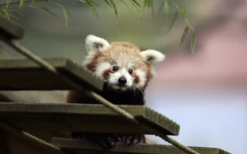 Baby Red Panda Dies After Being Stressed by Fireworks, Zoo Says