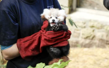 Baby Red Panda Died After Being Stressed by Fireworks, Zoo Says