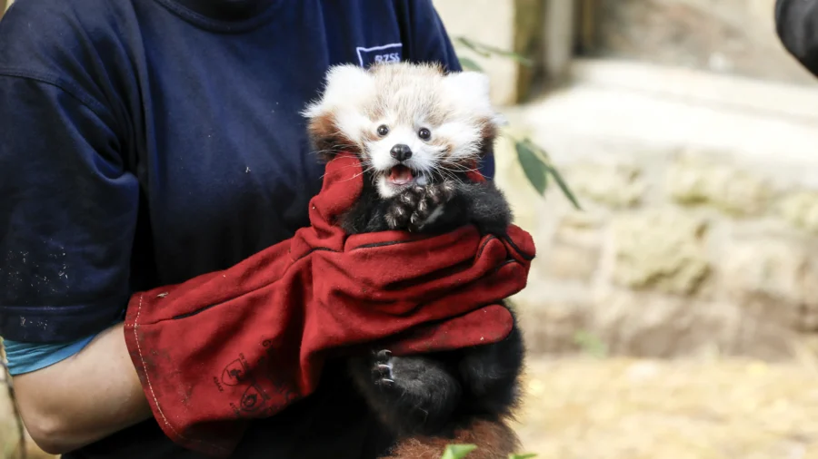 Baby Red Panda Died After Being Stressed by Fireworks, Zoo Says