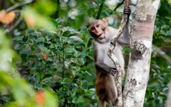 6 Monkeys Are Still on Loose From South Carolina Compound After Dozens Escaped