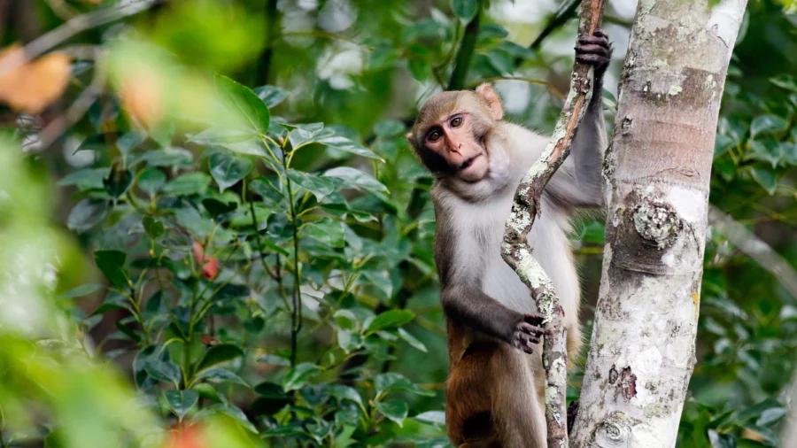 6 Monkeys Are Still on Loose From South Carolina Compound After Dozens Escaped