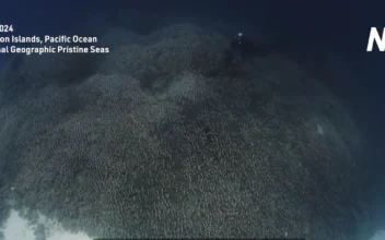 World’s Largest Coral Found Near Solomon Islands in Pacific Ocean