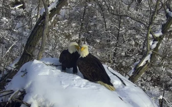 New Eagle Camera Going Live in Minnesota to the Delight of Global Viewers