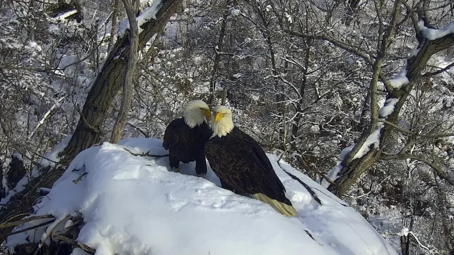 New Eagle Camera Going Live in Minnesota to the Delight of Global Viewers