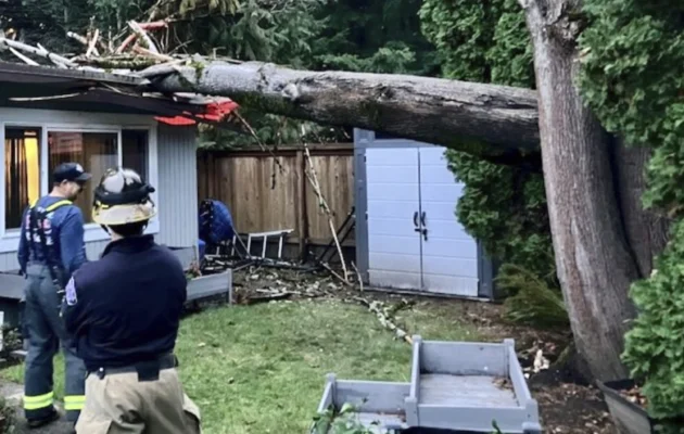 Officials survey the scene where a tree fell on a home in Issaquah, Wash., on Nov. 19, 2024. (Eastside Fire & Rescue via AP)