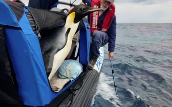 Emperor Penguin Released at Sea 20 Days After Waddling Onto Australian Beach