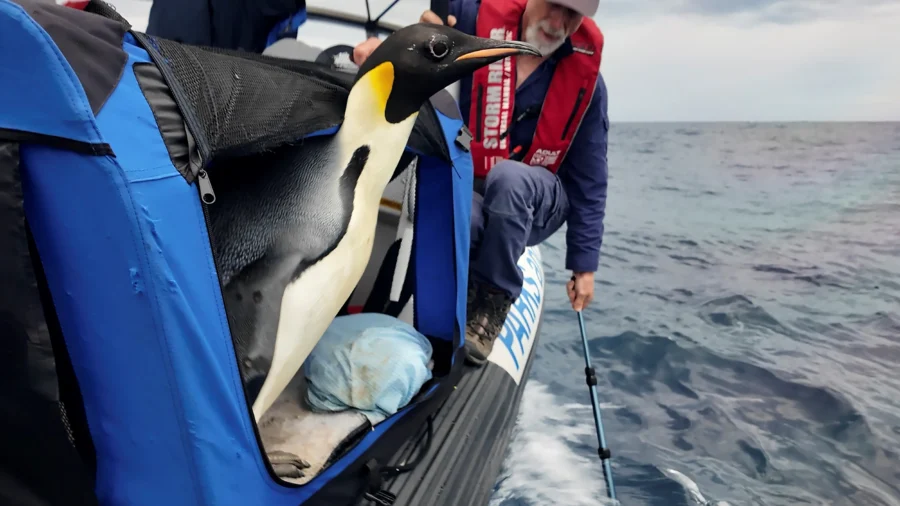 Emperor Penguin Released at Sea 20 Days After Waddling Onto Australian Beach