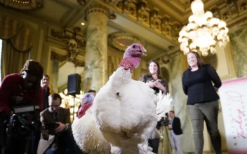 2 Turkeys From Minnesota Chosen for White House Event