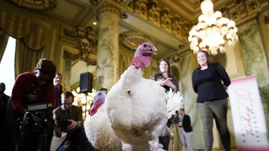 2 Turkeys From Minnesota Chosen for White House Event