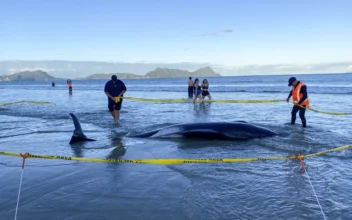 New Zealanders Save More Than 30 Stranded Whales by Lifting Them on Sheets