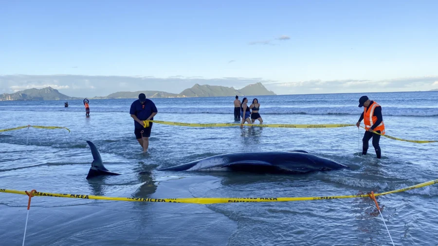 New Zealanders Save More Than 30 Stranded Whales by Lifting Them on Sheets