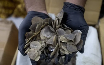 Indonesia Seizes More Than a Ton of Endangered Pangolin Scales Said to Be Meant for Chinese Clients