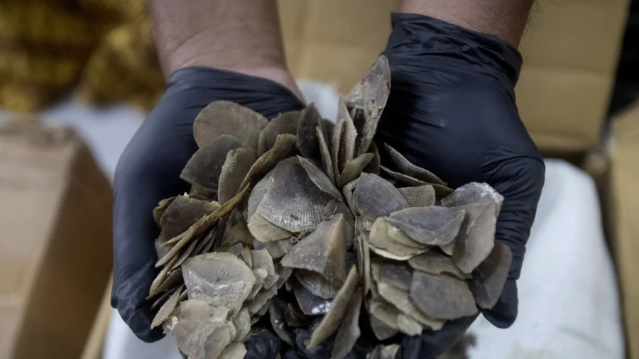 Indonesia Seizes More Than a Ton of Endangered Pangolin Scales Said to Be Meant for Chinese Clients