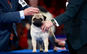 ‘Sympathetic Eyes and a Muscly Stature’: Vito the Pug Wins National Dog Show