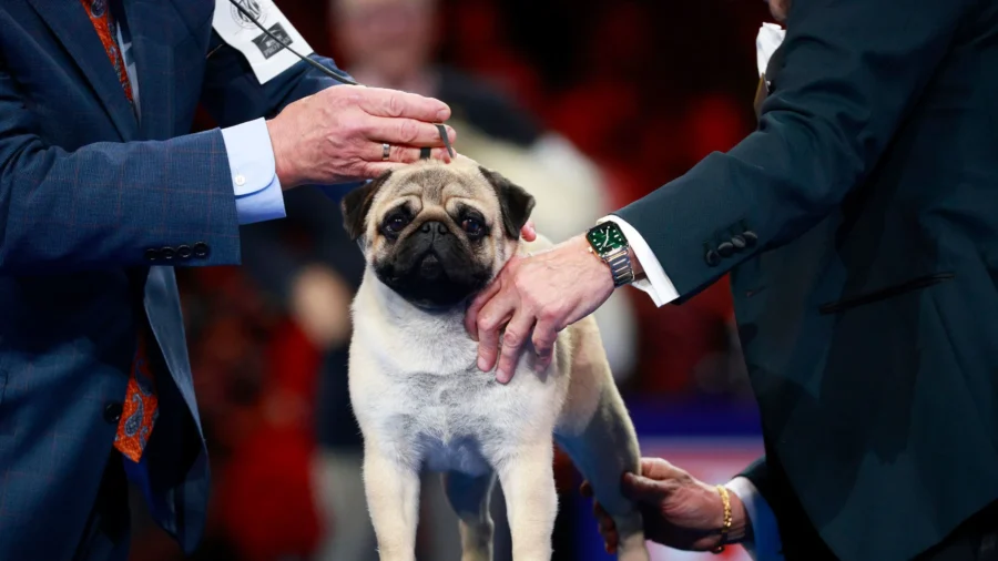 ‘Sympathetic Eyes and a Muscly Stature’: Vito the Pug Wins National Dog Show