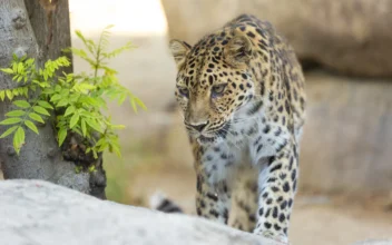 Critically Endangered Leopard Dies at Age 21 in California Zoo