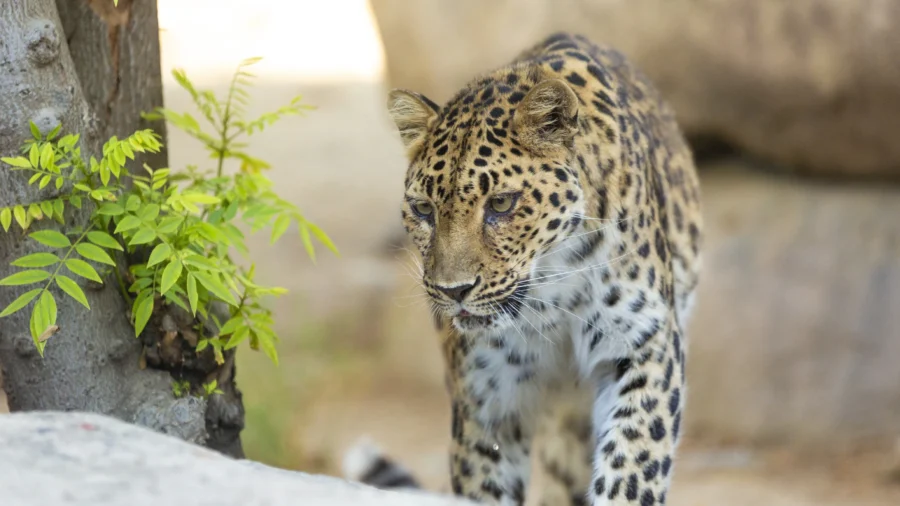 Critically Endangered Leopard Dies at Age 21 in California Zoo