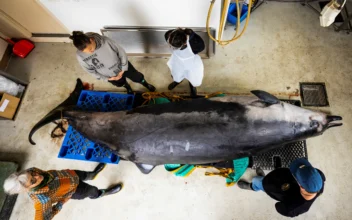 This Whale Species Is so Rare It’s Never Been Seen Alive, Dissection May Decode Its Mysteries