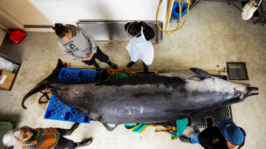 This Whale Species Is so Rare It’s Never Been Seen Alive, Dissection May Decode Its Mysteries