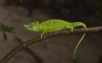 LIVE 10 AM: NY Museum Unveils New Specimen