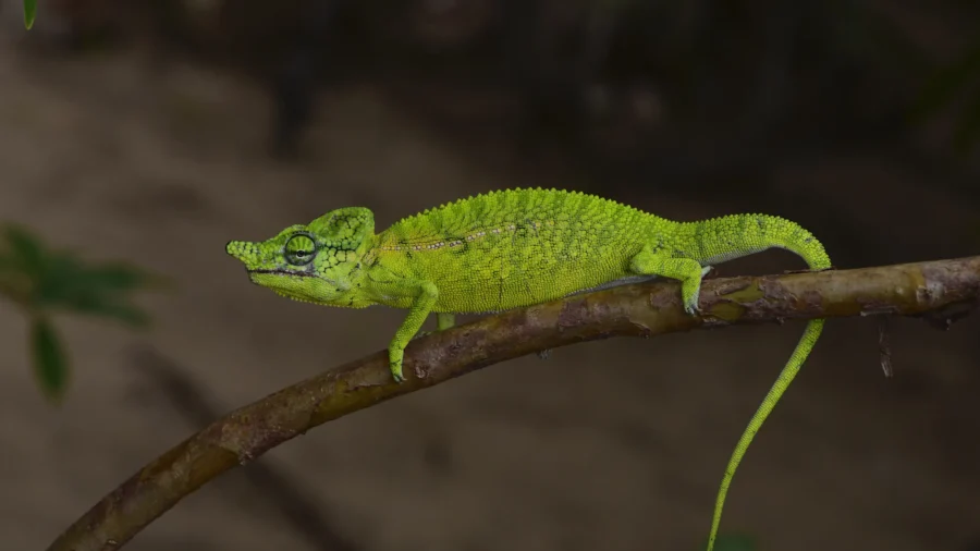 NY Museum Unveils New Specimen