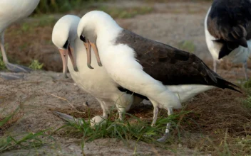 World’s Oldest-Known Wild Bird Lays an Egg in Hawaii at Age 74