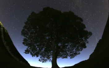 Illness Delays Trial of Men Charged With Cutting Down Britain’s Scenic Sycamore Gap Tree