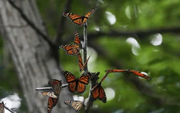 US Wildlife Officials Plan to List Monarch Butterflies as Threatened Species