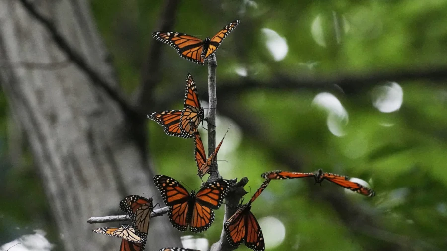 US Wildlife Officials Plan to List Monarch Butterflies as Threatened Species